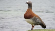 Imagen de Rescataron un cauquén real herido en el parque Nahuel Huapi: tenía una tanza de pesca enredada en las patas