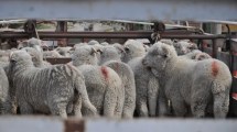 Imagen de Los corderos podrían ser alimentados con insectos