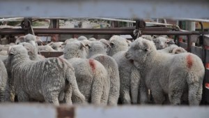 Los corderos podrían ser alimentados con insectos
