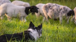 Qué enfermedad puede transmitirse por darle besos al perro