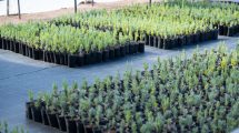 Imagen de Lavandas del Limay: una experiencia de producción agroecológica