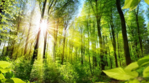 Imagen de Medir las constantes vitales de los bosques en tiempo real para conservarlos y protegerlos
