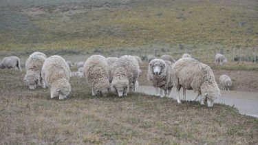 Estudio. Los servicios ecosistémicos de los pastizales fueron estimados a través del potencial para producir carne y lana.