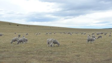 Estudio. Niveles más altos de diversidad vegetal confieren niveles más altos de resistencia de los ecosistemas a los impulsores del cambio climático global.