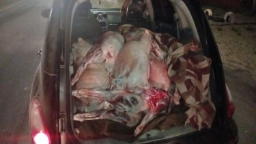 La carne era transportada de manera irregular. Foto: Gentileza Policía de Río Negro.