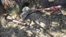 Imagen de Abigeato en Viedma: ingresaron a un campo de San Javier con la excusa de esquilar ovejas y fueron detenidos