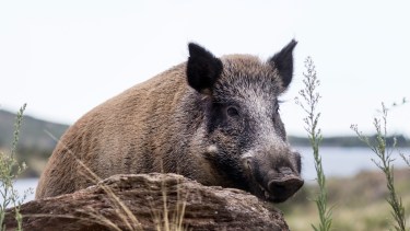 El jabalí se adapta a diferentes condiciones climáticas y geográficas. Foto: gentileza