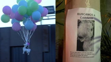 La "mascota" de Furia abandonó la casa y se hizo un llamado a la solidaridad para dar con su paradero. 