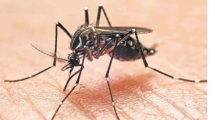Imagen de Opinión | Dengue en la región: la importancia de un ministerio y de la publicidad oficial