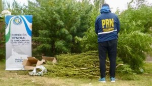 Seis detenidos en Lamarque por narcotráfico: secuestran cocaína, marihuana y elementos para su comercialización
