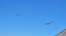 Imagen de Video | Subió al volcán Copahue y tuvo un fascinante encuentro con los cóndores