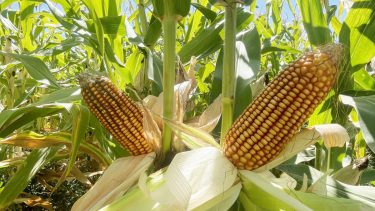 Maíz. Capacitarán sobre pautas para su cultivo en el valle de Neuquén.