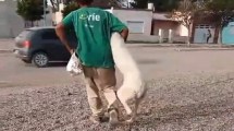 Imagen de Detienen al hombre que fue denunciado por violar perros en San Antonio Oeste