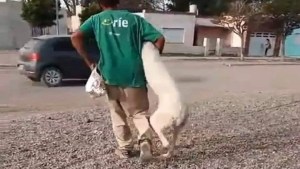 Detienen al hombre que fue denunciado por violar perros en San Antonio Oeste
