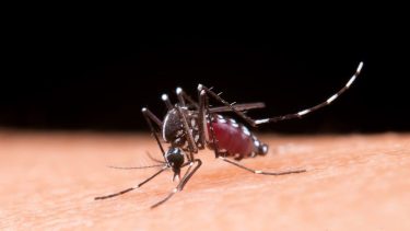 El dengue es una enfermedad viral transmitida por la picadura de hembras del mosquito Aedes aegypti (Crédito Freepik)