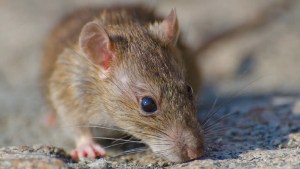 Quién era la docente de Cipolletti que murió por hantavirus en Bariloche