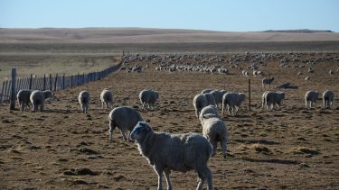 Estudio. Niveles más altos de diversidad vegetal confieren niveles más altos de resistencia de los ecosistemas a los impulsores del cambio climático global.