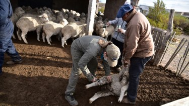 La enfermedad produce un gran daño económico, por pérdidas en la producción lanera y cárnica (foto archivo)