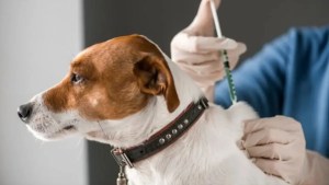 Alerta por un murciélago infectado de rabia, cerca de Bariloche: exigen vacunar a perros y gatos