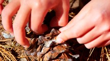 Imagen de Restringen la recolección de piñones a vecinos de cuatro departamentos cordilleranos de Neuquén