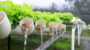 Taller abierto de hidroponia para productores neuquinos