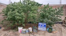 Imagen de Millonarios allanamientos en el Valle Medio: hay cuatro personas detenidas por tráfico de droga