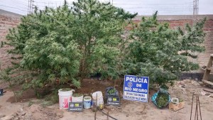 Millonarios allanamientos en el Valle Medio: hay cuatro personas detenidas por tráfico de droga