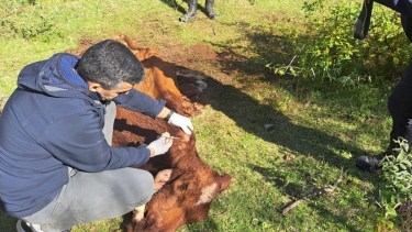 Faenaron una vaca y un sujeto terminó detenido. Foto: Gentileza ANRoca.