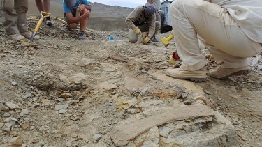 La campaña de extracción de los restos fósiles demandó dos veranos. Foto: gentileza