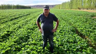 El padre y la criatura. Antonio, durante la recorrida por su vivero de plantines de frutillas en la ciudad de Plottier, provincia de Neuquén. Foto: Cecilia Maletti.