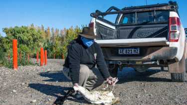 El Club de Observadores de Aves Confluencia (COA) seguirá las alternativas tras la extracción del cisne de las aguas del Todero (foto Cecilia Maletti)