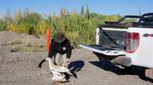 Imagen de Encontraron muerto a un cisne de cuello negro en lo que queda de un humedal en Neuquén