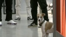 Imagen de La divertida e inesperada reacción de Arturo, el perro de Gran Hermano, en «Congelados»