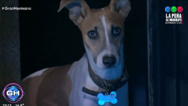 Arturo, el perrito de Gran Hermano que enterneció a los fanáticos del reality. 