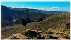 Final feliz: la hembra de cóndor rescatada por los choferes volvió a su hábitat en Neuquén