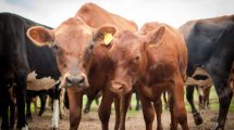 Imagen de La certificación europea en bienestar animal llega a Latinoamérica