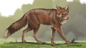 Descubren una estrecha relación entre zorros y humanos hace 1.500 años en la Patagonia