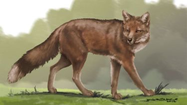 Reconstrucción de Dusicyon avus. Crédito: Jorge Blanco