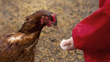 Desde 2020 hay una nueva variante del virus de la gripe aviar que afectó a aves y mamíferos en casi todo el mundo. 