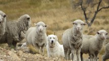 Imagen de Elaboran en Neuquén una guía para la cría de perros protectores del ganado