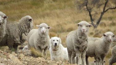 Norpatagonia. Desde hace más de una década se comenzaron a incorporar perros protectores de raza para evitar los ataques de depredadores.