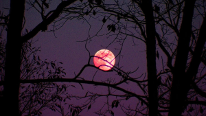 Luna Rosa en abril 2024: cuándo y a qué hora ver el fenómeno astronómico