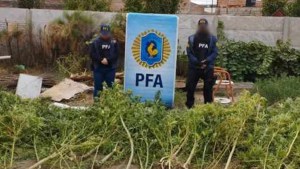 Secuestraron más de 140 kilos de marihuana durante un allanamiento en Catriel
