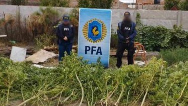 La Policía Federal secuestró 142 kilos de marihuana en Catriel. 