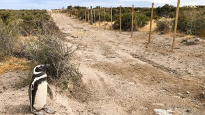Masacre de pingüinos en Punta Tombo: paso histórico, elevan la causa a juicio oral en Chubut