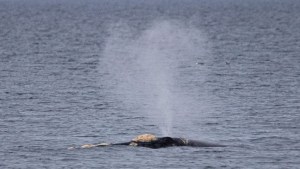 «¿Cómo no sentirme feliz?» Fue a la playa en Puerto Madryn y filmó a las primeras ballenas de la temporada