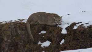 Pumas, choiques y guanacos entre la nieve de la estepa patagónica: un lienzo de contrastes hipnóticos