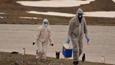 Se expande la gripe aviar en la Antártida: detectan el virus en pingüinos y cormoranes.