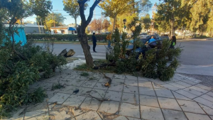 Murió tras chocar contra un árbol a causa de un infarto, en El Chañar