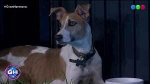 Cuál es la conmovedora historia de Arturo, el perro rescatado que ingresó a Gran Hermano